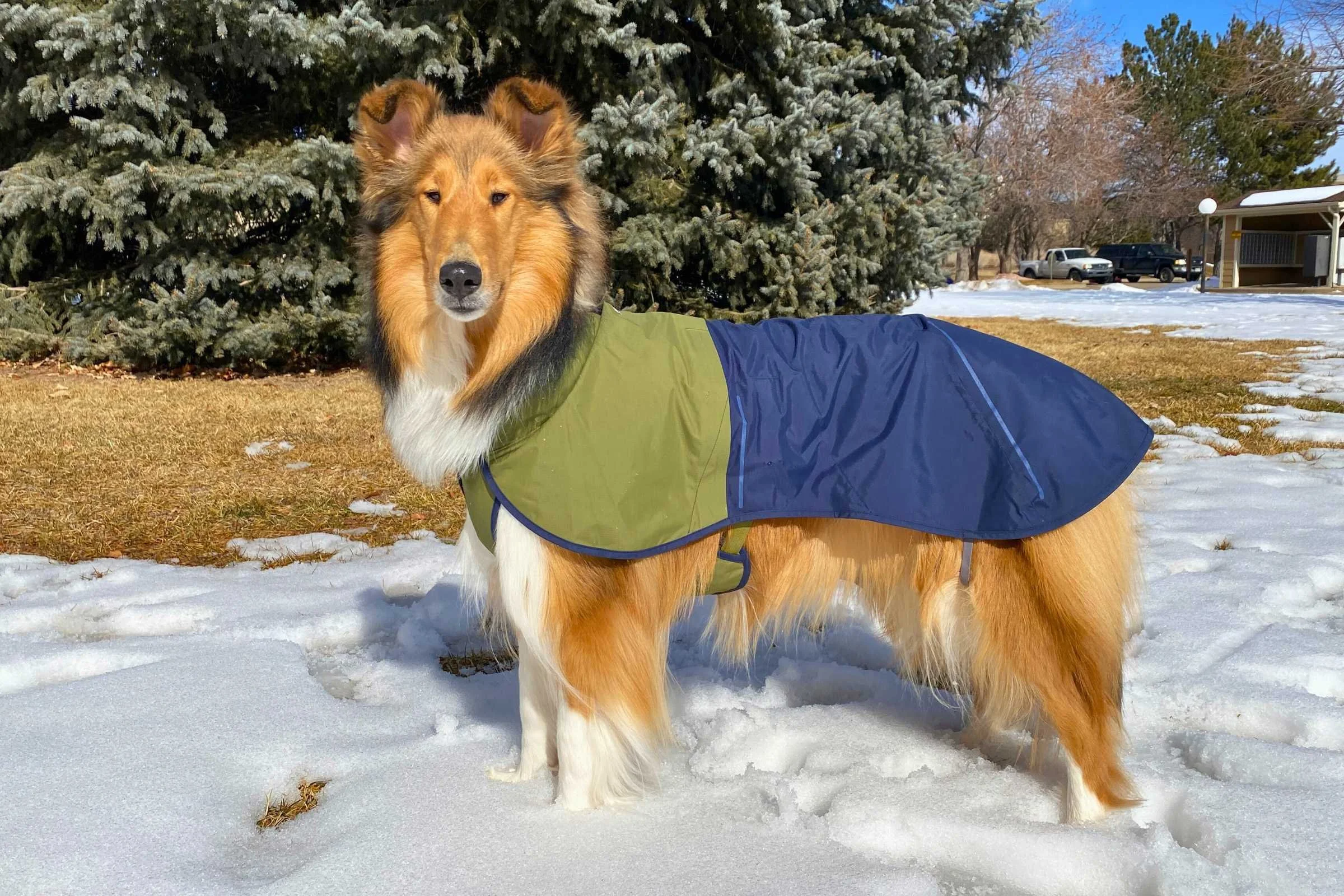 A dog seen from the side wearing a yellow Ruffwear Sun Shower raincoat.