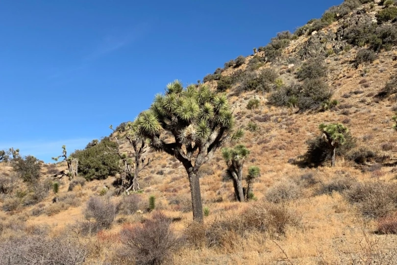 A scenic view of a Joshua Tree standing amidst granite boulders and desert scrub.