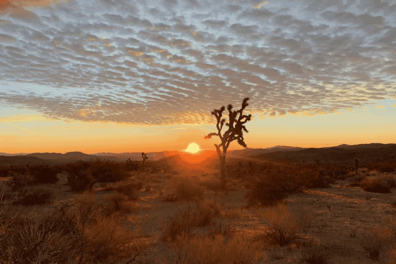Joshua Tree Winter Backpacking: A Complete Guide