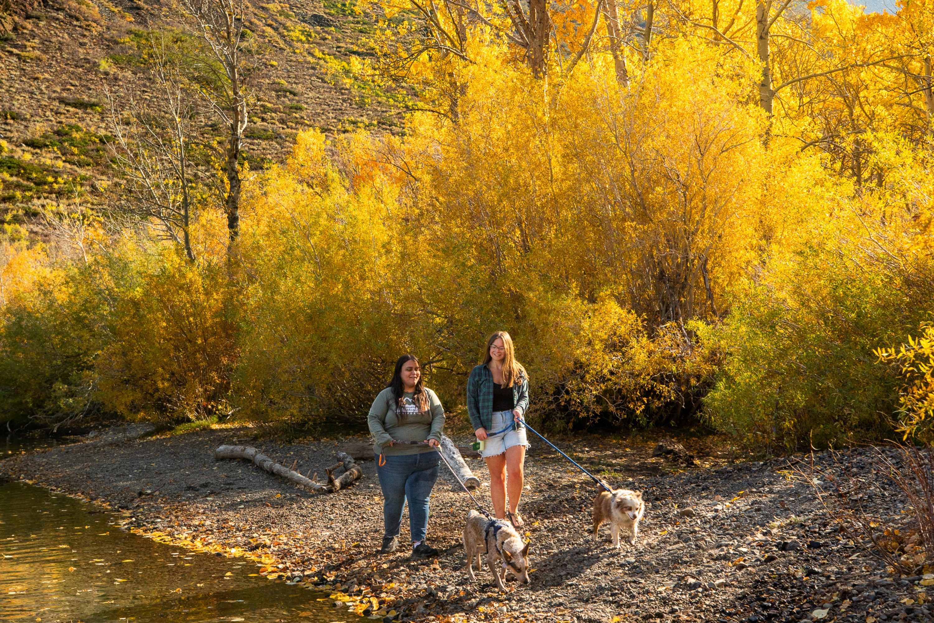 A thick grove of quaking aspens with yellow-orange leaves in a sunlit mountain valley.
