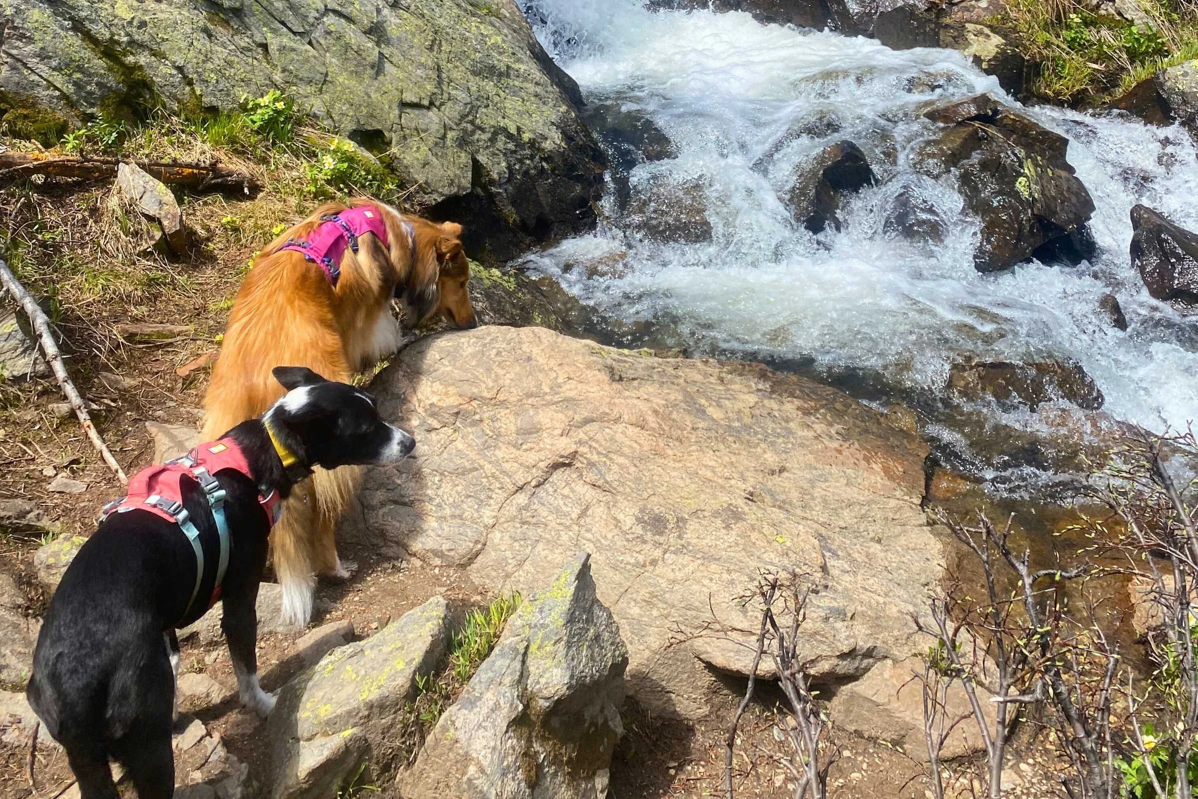 A hiker using a harness handle to assist a dog through a stream.