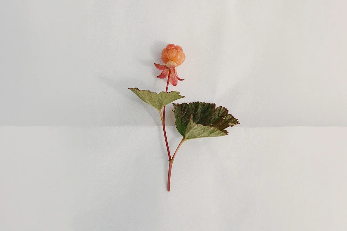 Close-up of a hand holding a wild cloudberry in the Jämtland wilderness.