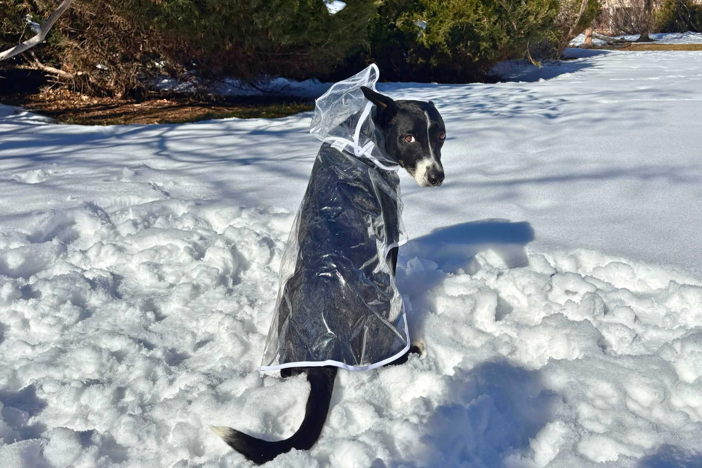 A small dog wearing a clear yellow-trimmed rain jacket with the hood obscuring its face.