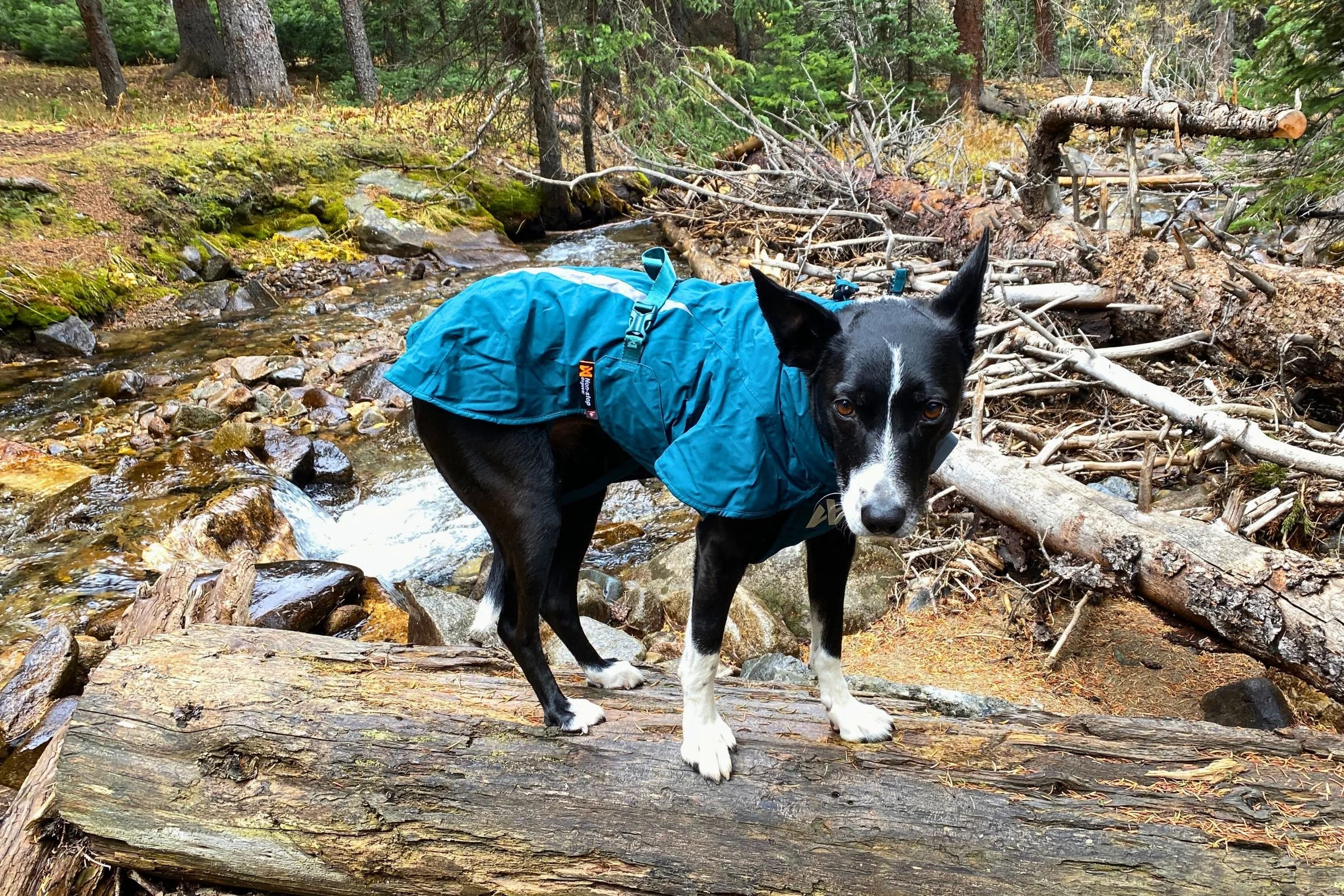 7 Best Dog Raincoats of 2026: Expert Reviewed & Tested