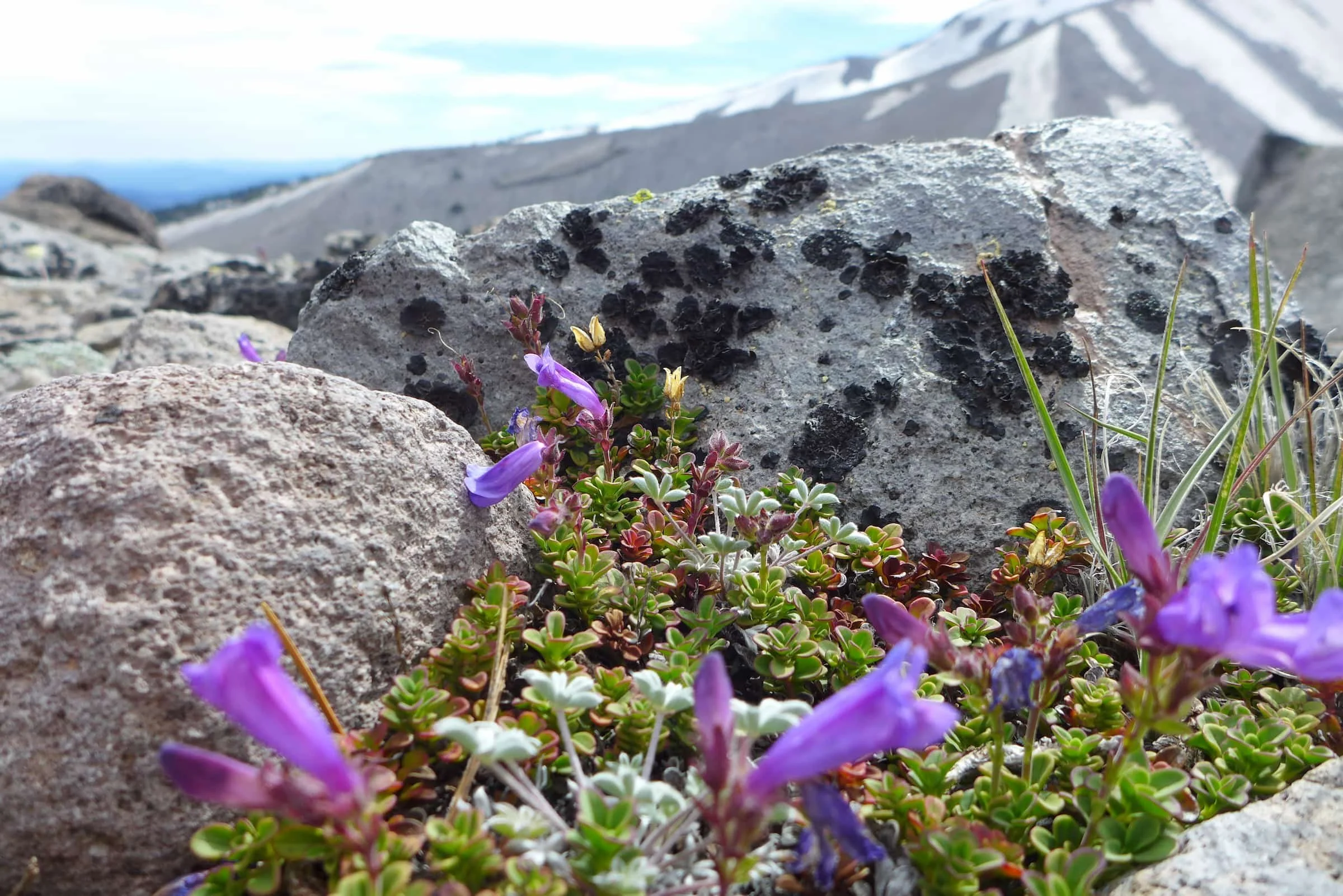 Timberline Trail Guide: Hike the 41-Mile Mt. Hood Loop