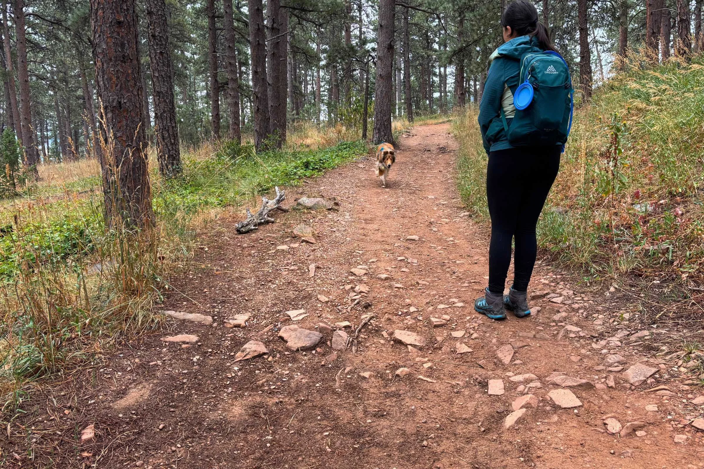 A dog successfully returning to its owner on a forest trail.