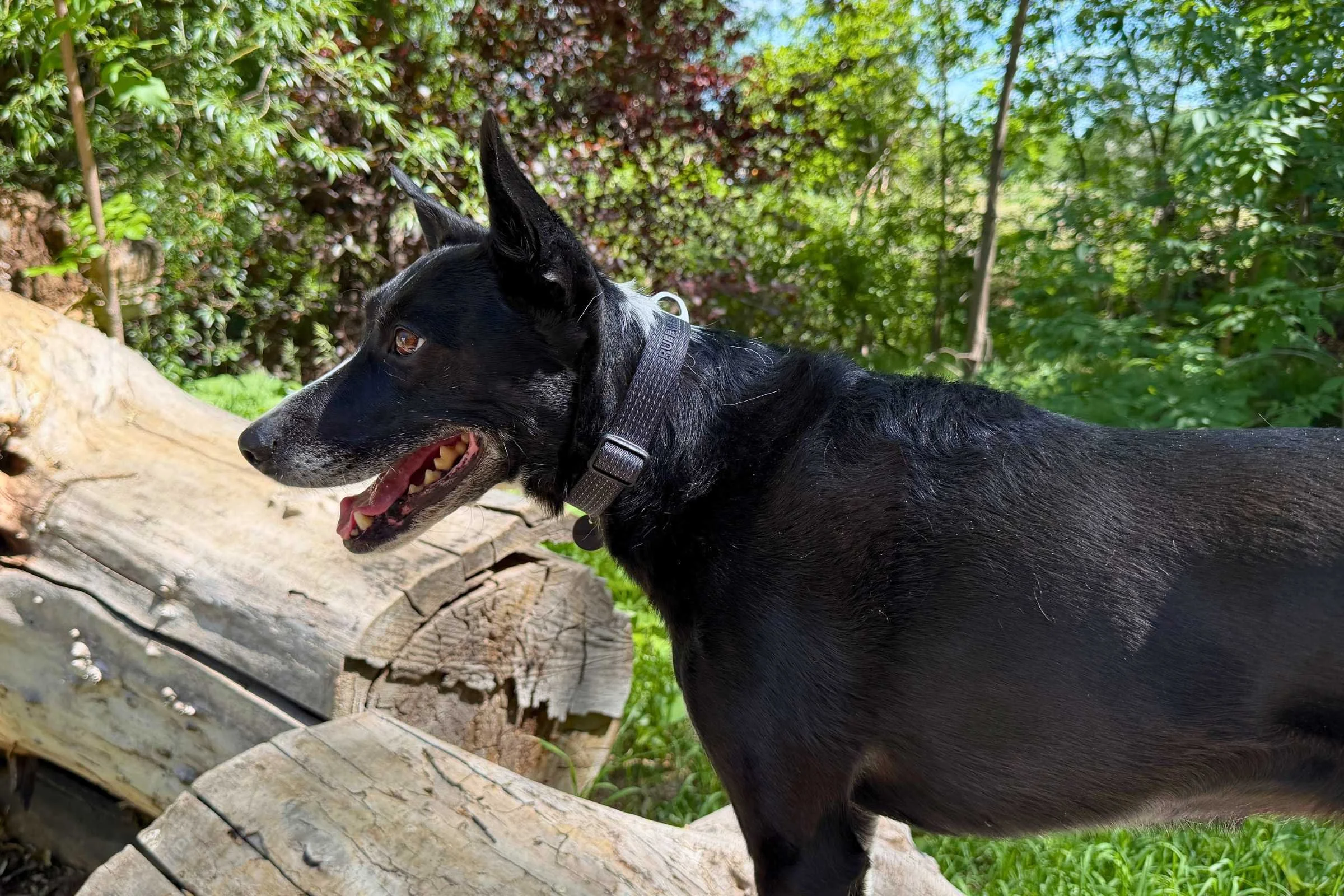 A Ruffwear Ridgeline collar shown in a rugged trail environment.