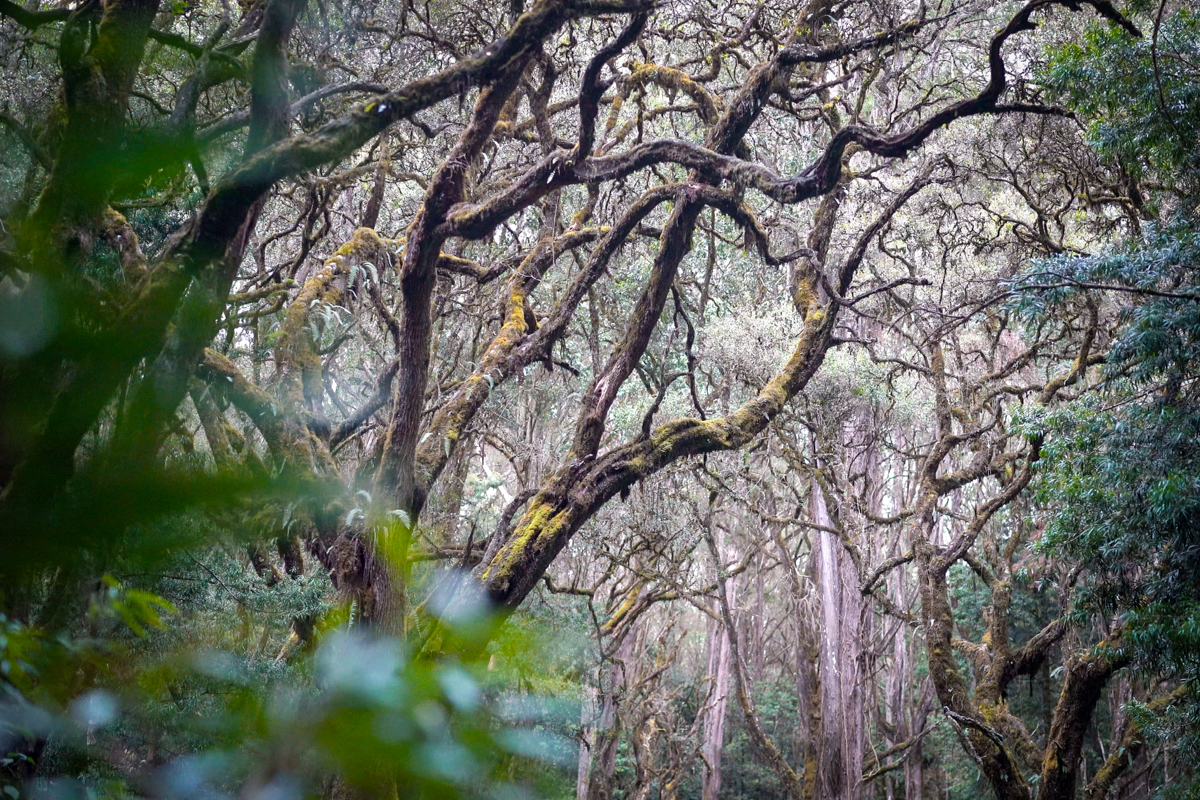 Lush green montane forest with cedar and podocarpus trees under a tight canopy.