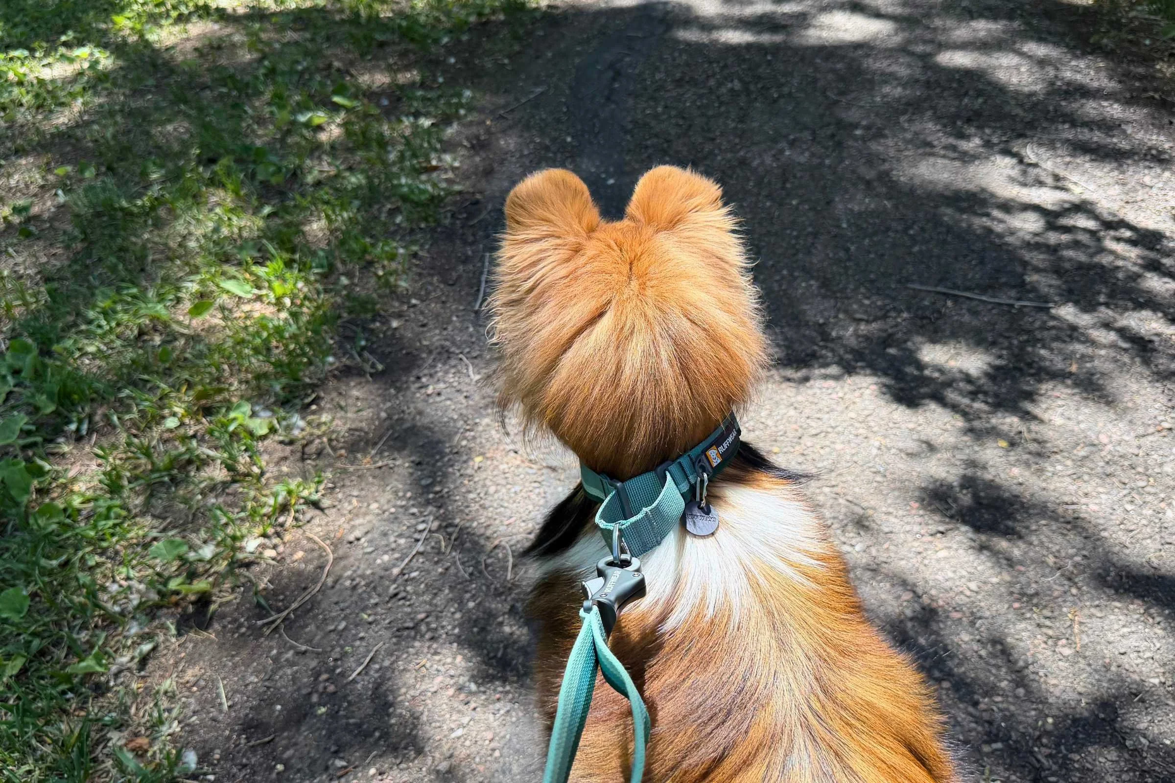 Ruffwear Web Reaction martingale collar on a dog being trained.