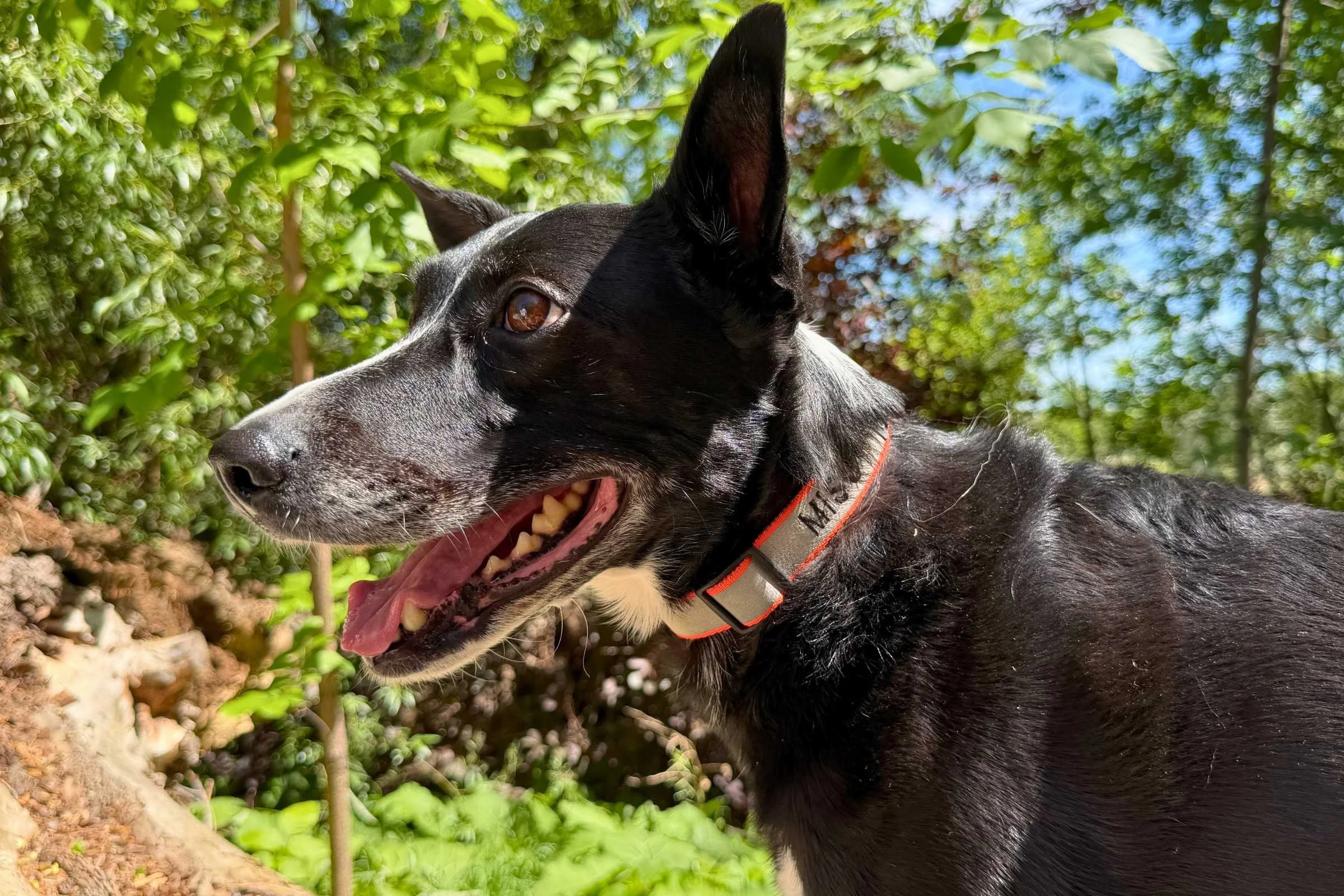 Close-up of a personalized Orvis dog collar with a nameplate.