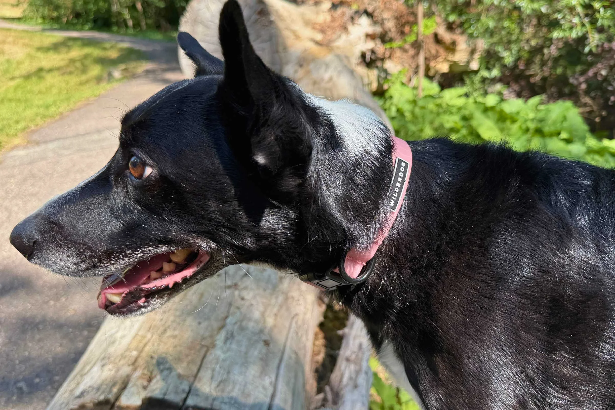 A durable Wilderdog waterproof Biothane collar on a dog outdoors.