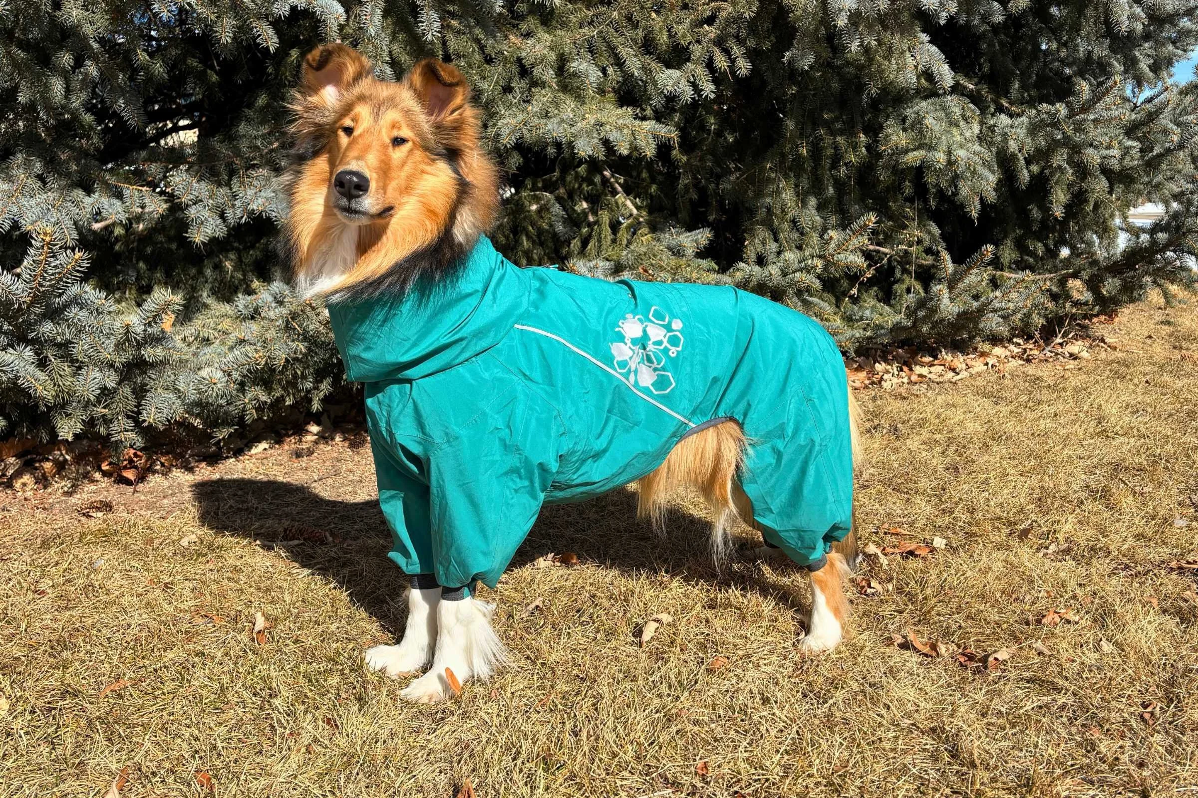 A dog wearing a full-body waterproof rain suit in a grassy, wet environment.