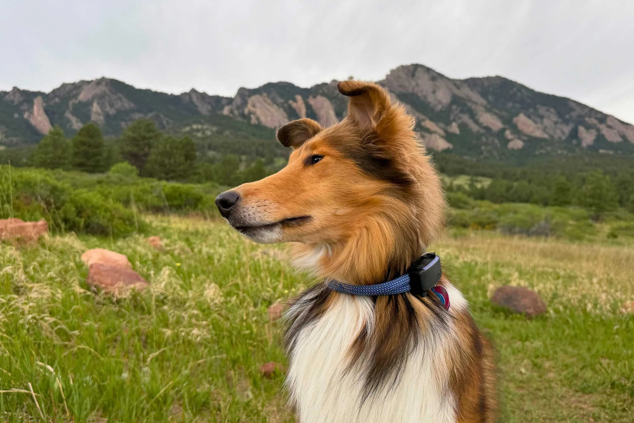A dog wearing the Tractive Dog 6 GPS tracking collar.