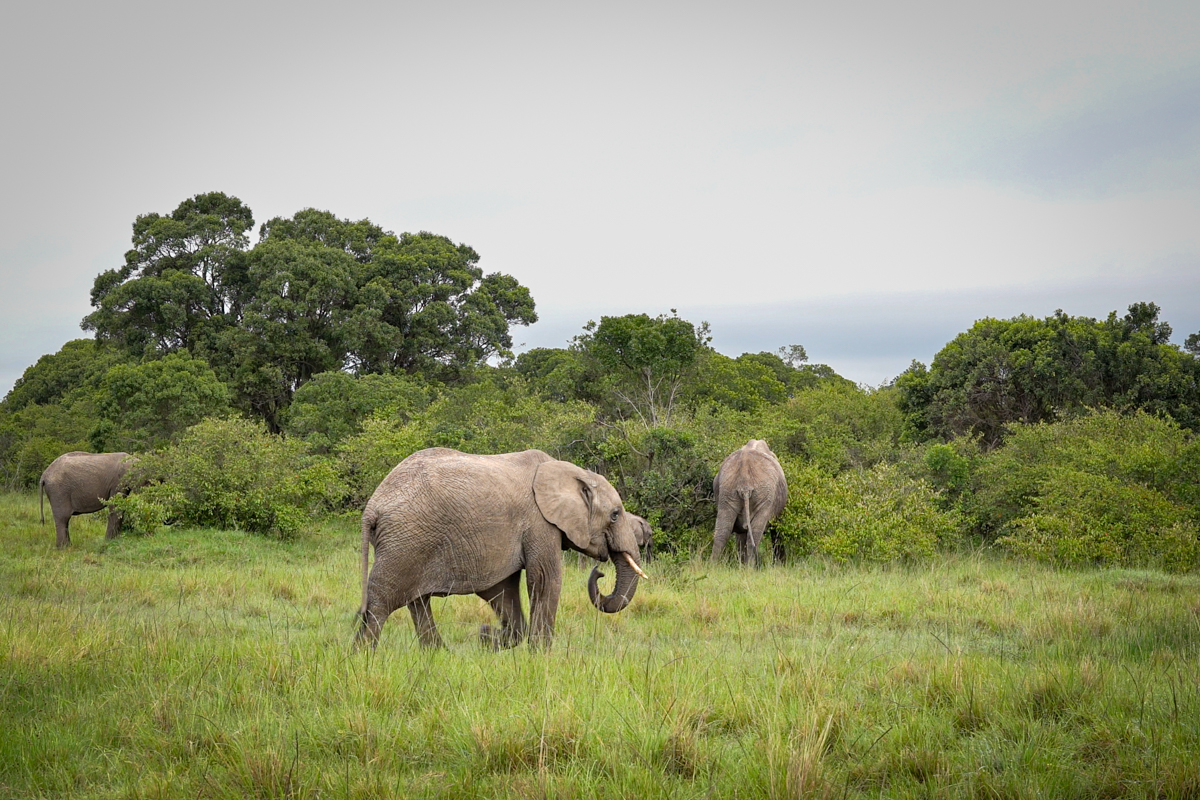 A group of elephants grazing near bushes in Aberdare National Park.