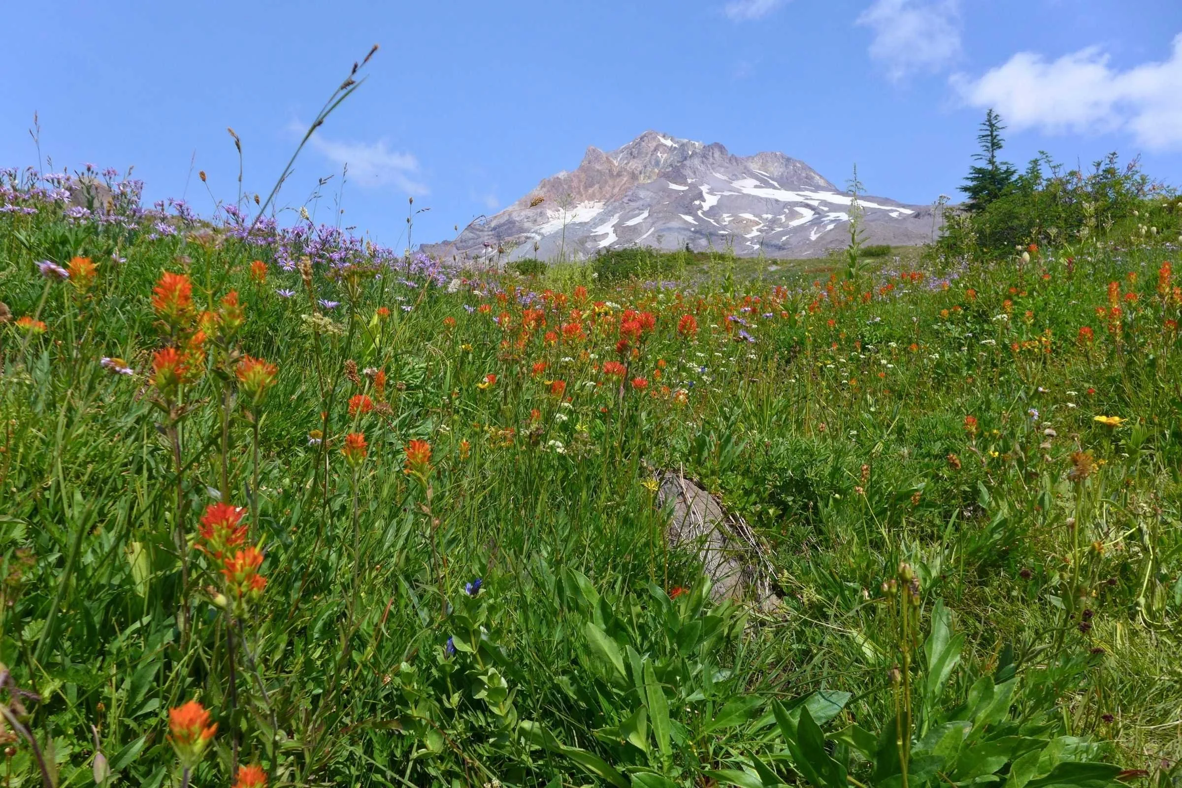 Colorful wildflowers blooming in a lush alpine meadow with Mount Hood in the background.