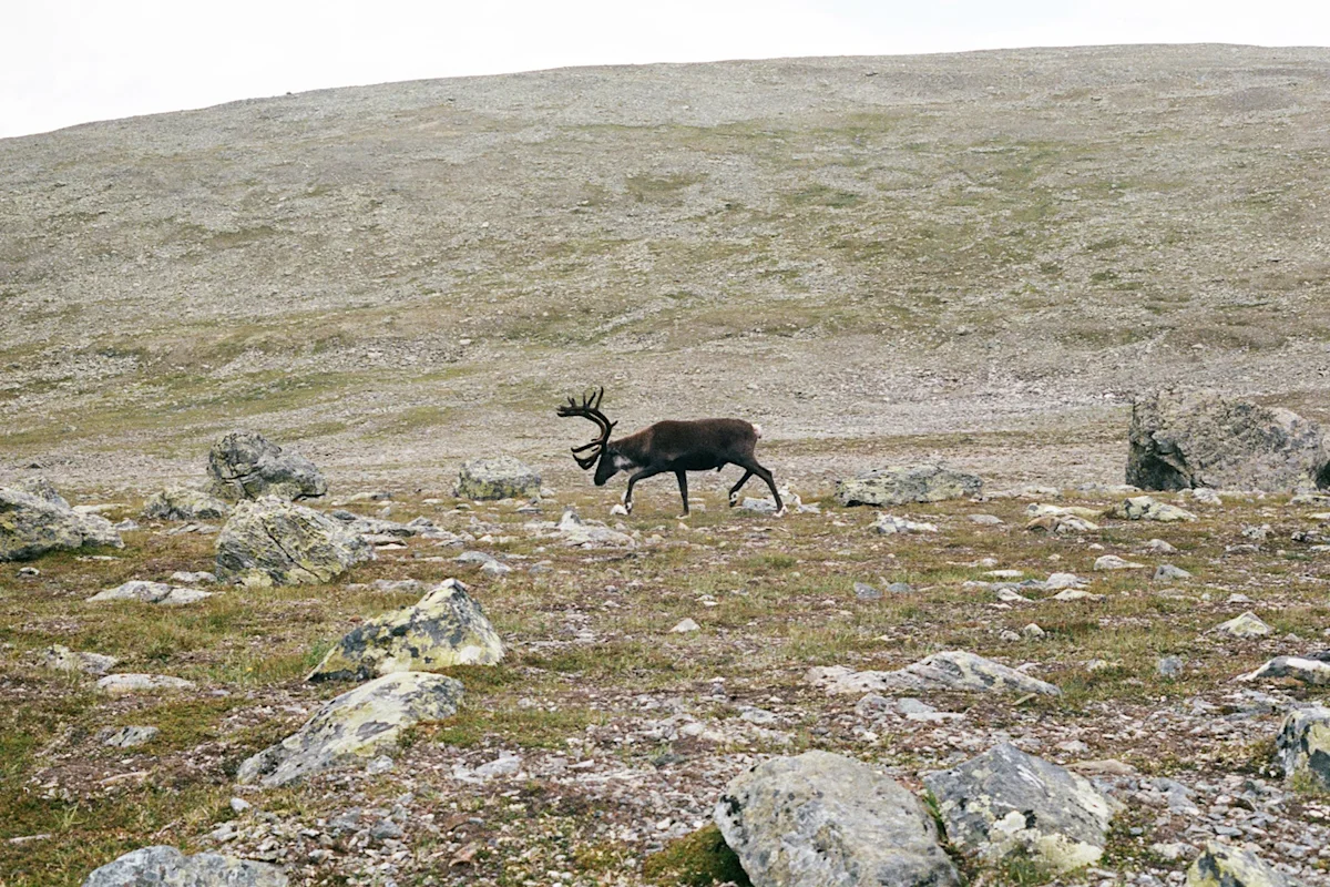 A group of reindeer crossing a path on the Kalfjäll plateau.