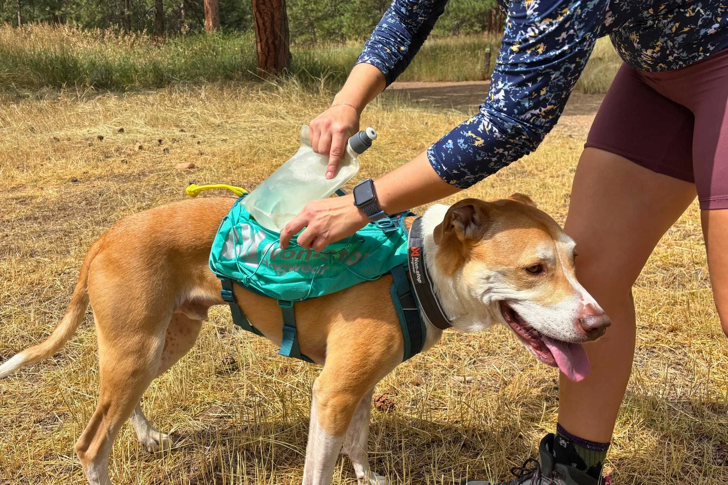 A focused dog wearing a saddle-style hiking pack on a trail.