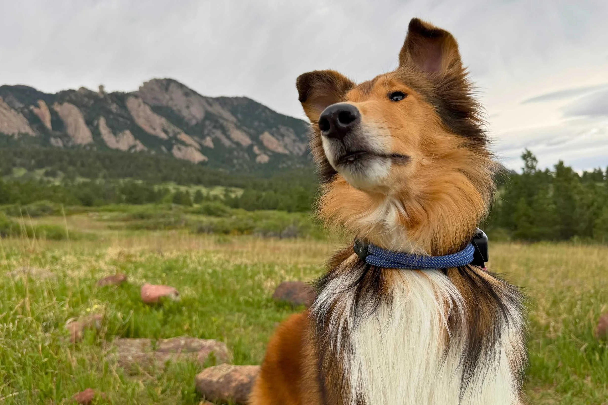 7 Best Dog Collars of 2026: Tested & Reviewed